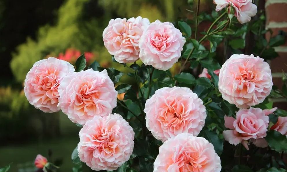 5 loại cây cần cắt tỉa ngay bây giờ