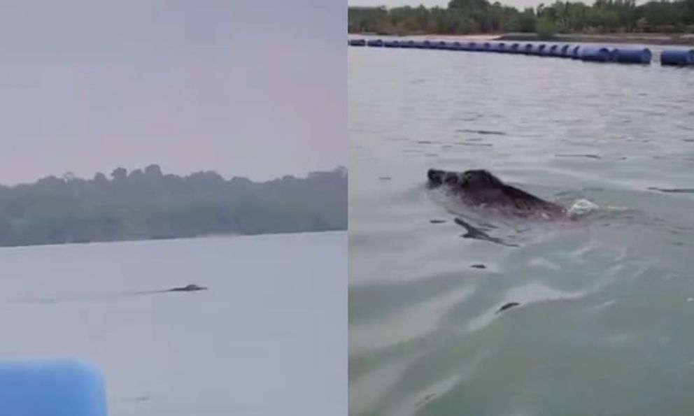 Thấy 'thủy quái' bơi vụt qua trước mặt, nhóm người vội gọi hỗ trợ, chuyên gia nói: Đây là điều rất hiếm!