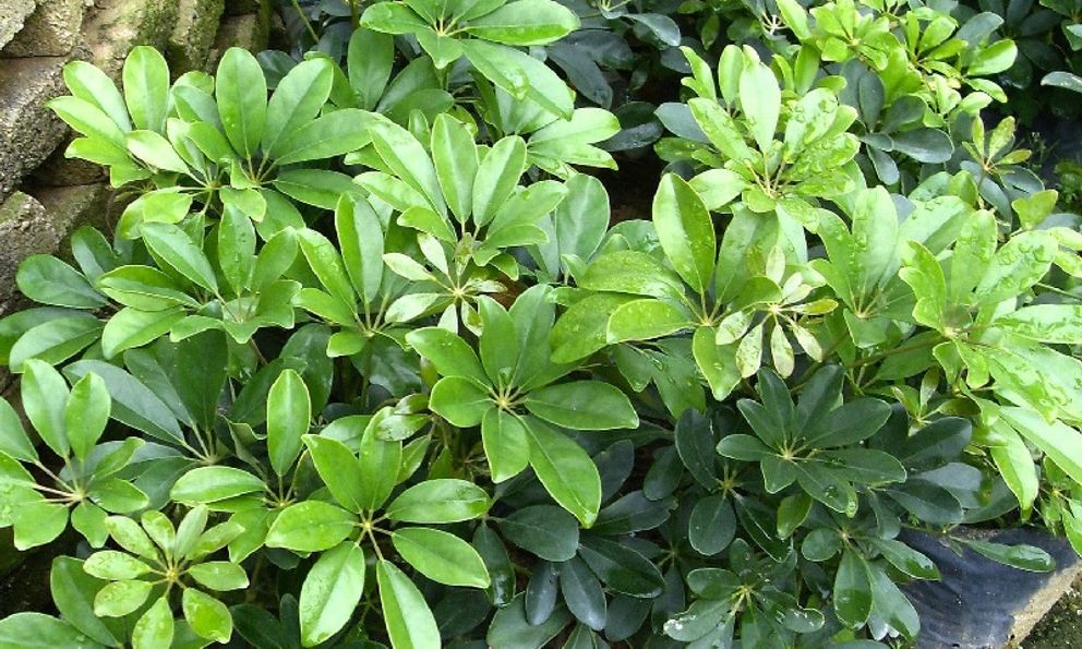 4 loại cây vừa đuổi rắn lại có khả năng trấn trạch, xua đuổi tà khí bảo vệ gia chủ