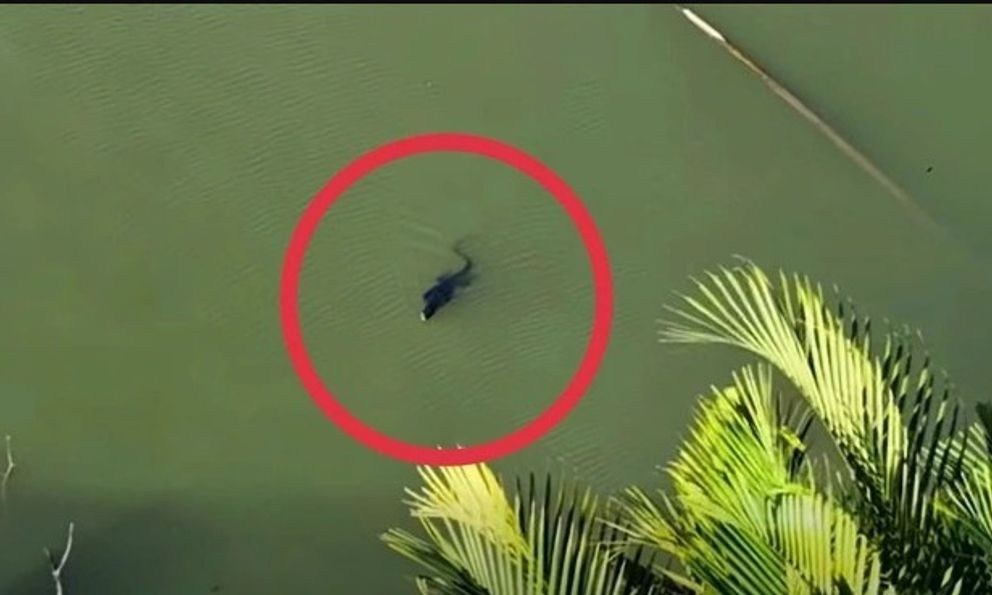 Người dân báo thấy sinh vật giống cá sấu giữa đầm lầy ở TP.HCM, chuyên gia nhìn kỹ liền nói: Đây là loài trong Sách đỏ