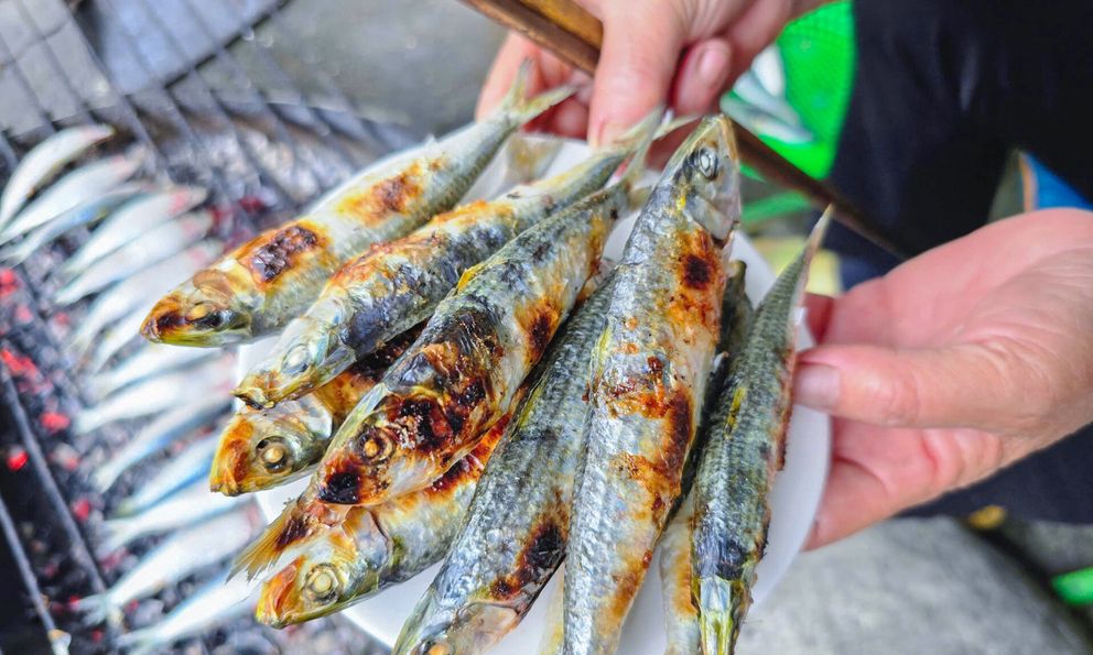 Loại cá nhiều omega-3 hơn cá hồi, được Mỹ đánh giá tốt bậc nhất thế giới: Ngư dân Việt coi là “lộc biển”