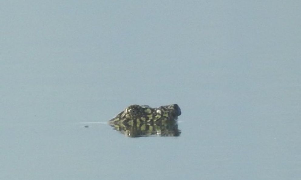 Loài vật chỉ còn 2 cá thể trên thế giới bất ngờ xuất hiện, ai thấy cũng nói quá may mắn