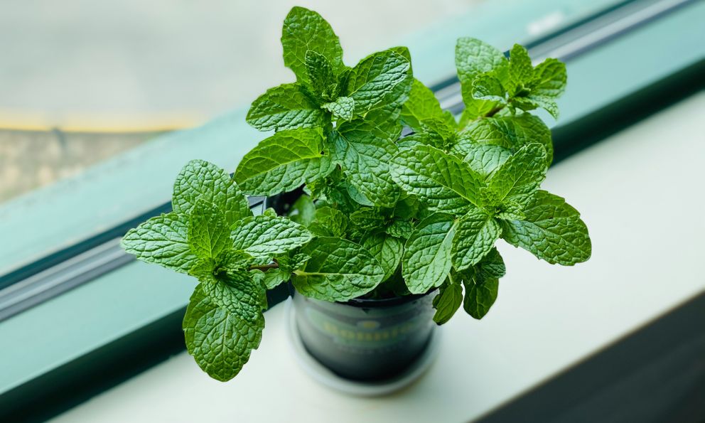 3 loại cây rất hợp với người trẻ: Biết trồng thì khỏe toàn thân