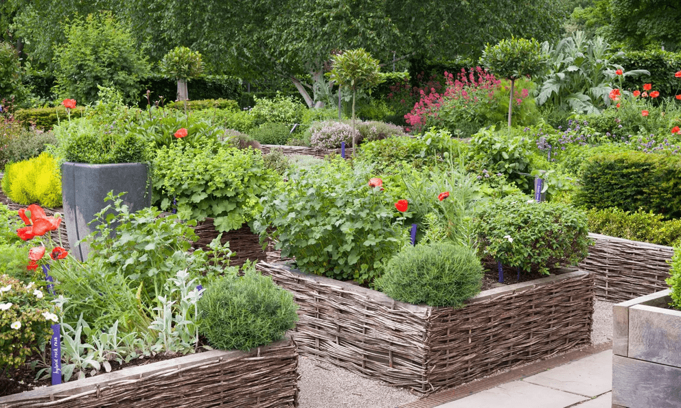 4 loại cây nên trồng trong vườn: Có 1 cũng tốt đủ đường