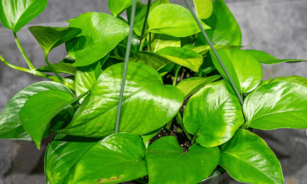 3 điều cần làm với cây trầu bà ngay bây giờ