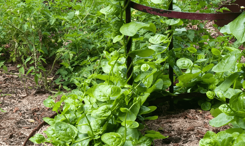 4 loại rau độc đáo, rất nên trồng: Thu hoạch được suốt mùa hè