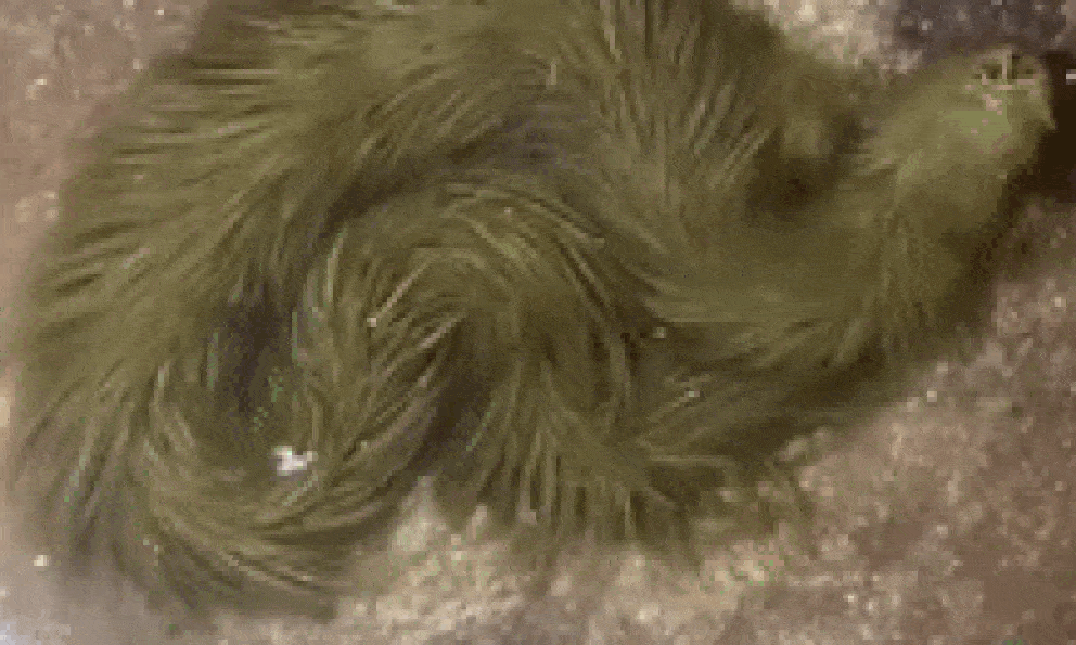 Lộ clip sinh vật lạ phủ kín 