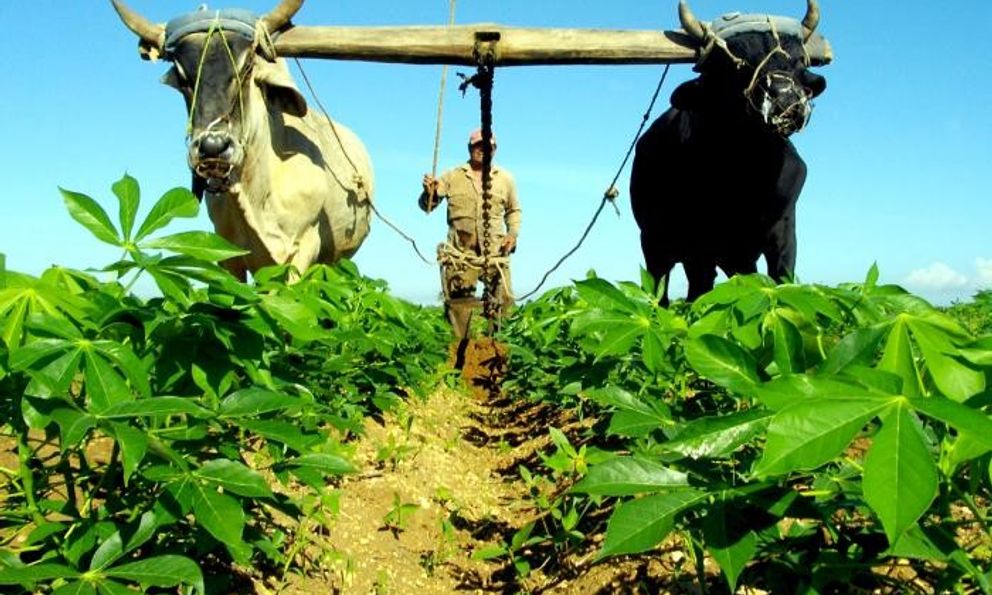 Không dầu, không máy: Cuba đang làm 