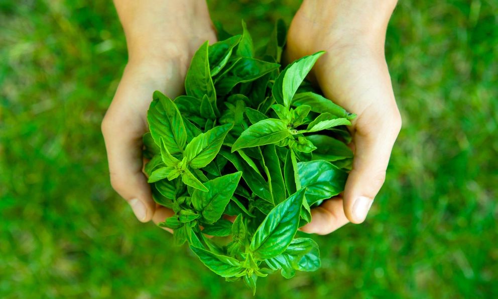 8 loại cây được ví là 