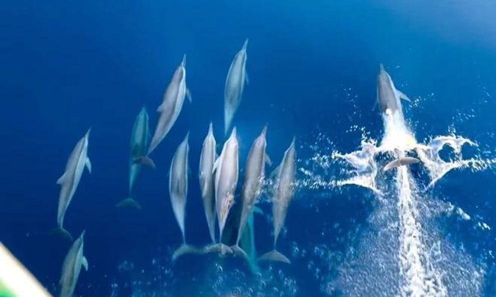 Cảnh tượng vừa xảy ra trên biển Khánh Hòa khiến nhiều người thốt lên: Thật hiếm có!