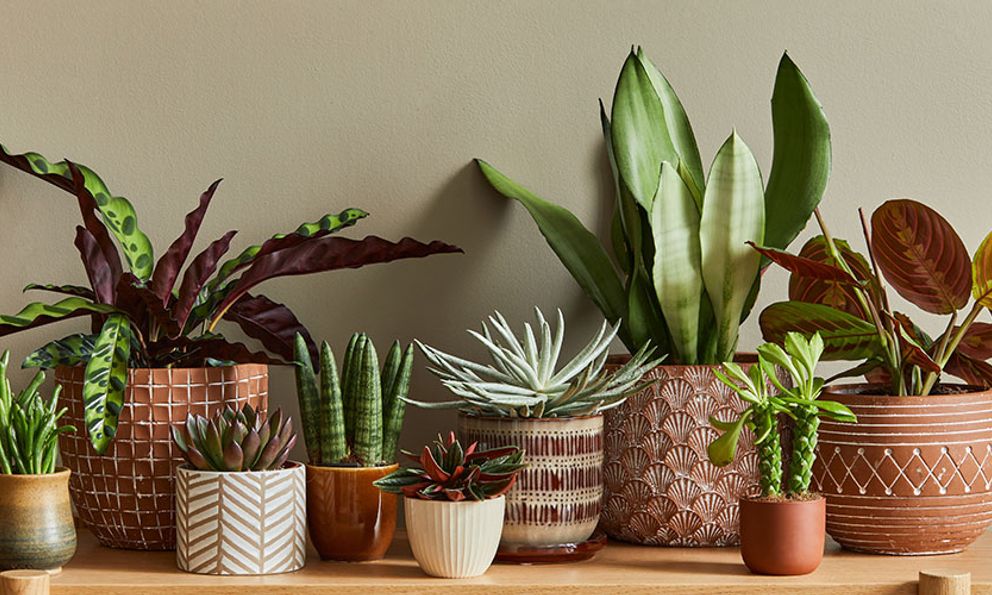 Trồng cây trong chậu 