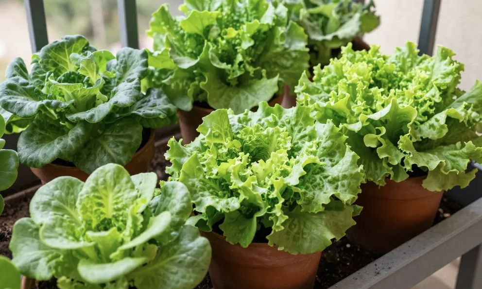 3 loại rau rất hợp với người trên 40 tuổi: Biết trồng thì khỏe đủ đường