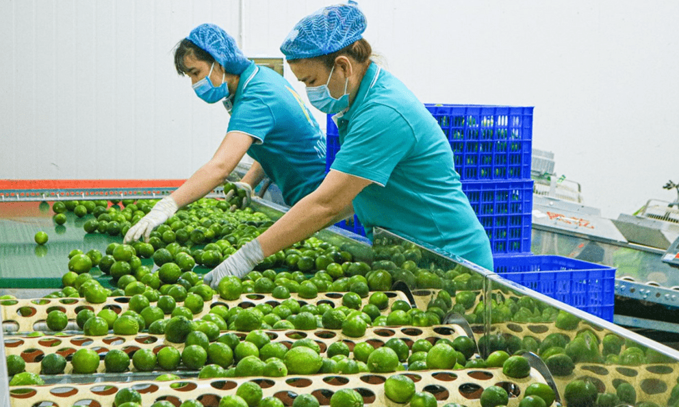 Loại quả của Việt Nam được cựu Đại sứ New Zealand ví như 'vàng xanh', vừa có thêm 'visa' sang Trung Quốc