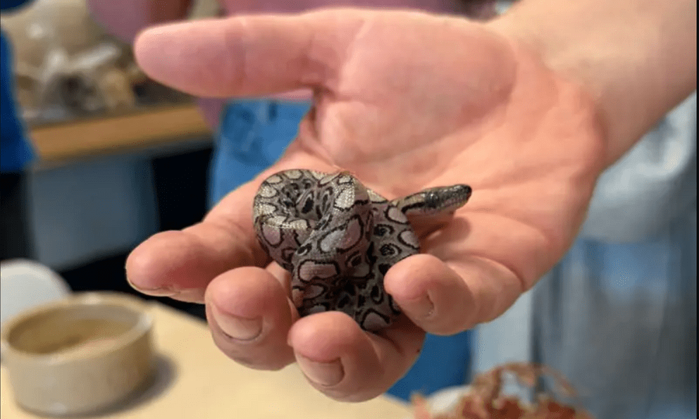 Con rắn Ronaldo vẫn sinh con đều dù nhiều năm không hề tiếp xúc rắn đực, chuyên gia nói: Quá khó hiểu!