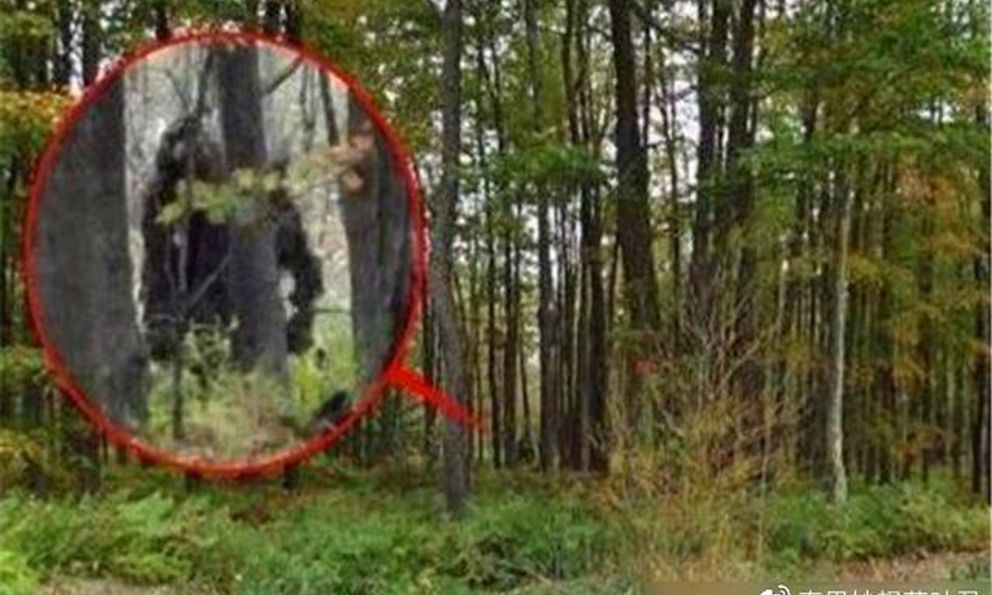 Loài thú lạ “đầu lừa, mình sói”, dài tới 2m bất ngờ tái xuất sau 500.000 năm: Sự thật quá bất ngờ!