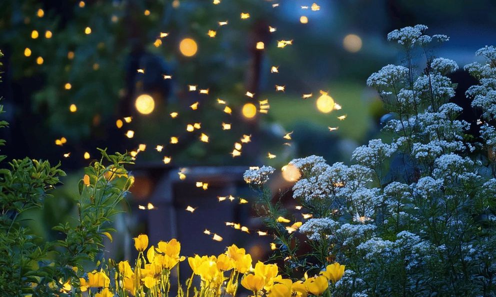 4 loại cây nở hoa vào buổi tối, nên trồng ngay trong vườn nhà