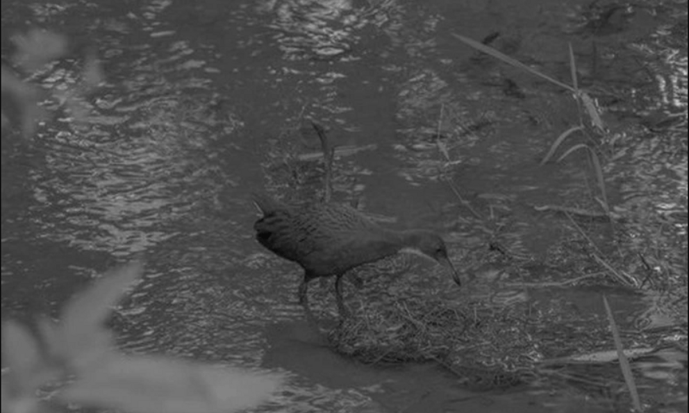 136.000 năm sau khi tuyệt chủng, loài chim cổ đại bất ngờ 