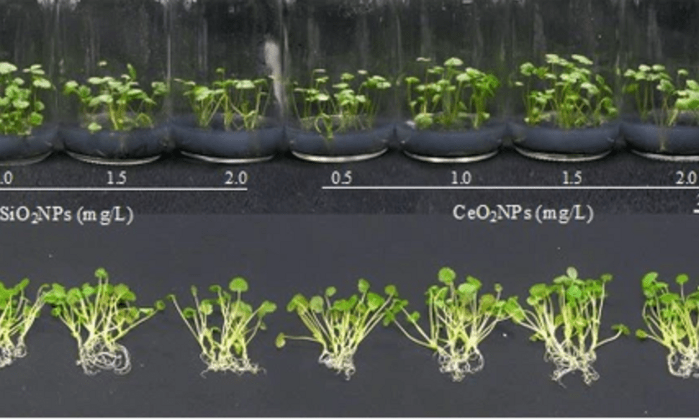  Nhà khoa học Việt Nam tạo bước ngoặt về Nano: Có thể làm thay đổi cách nhân giống trong ngành trồng trọt