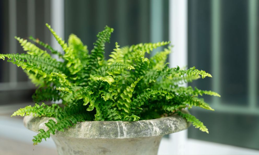 3 loại cây rất hợp với gia chủ trên 40 tuổi