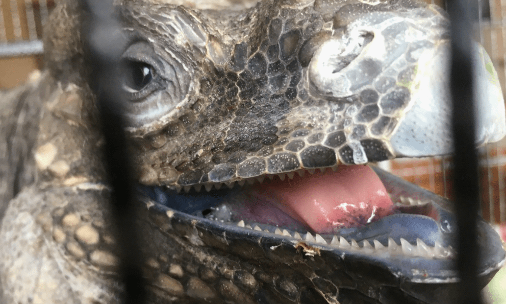 Người dân ở Lâm Đồng tìm thấy sinh vật vẻ ngoài kỳ quái nhưng chỉ ăn rau: Là loài hoang dã nguy cấp