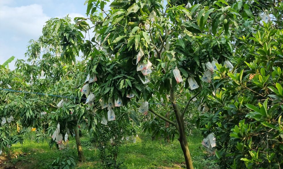 Kỳ lạ loại quả nhiều đường bậc nhất nhưng lại giúp ngừa tiểu đường, phòng cả ung thư: Việt Nam rất sẵn