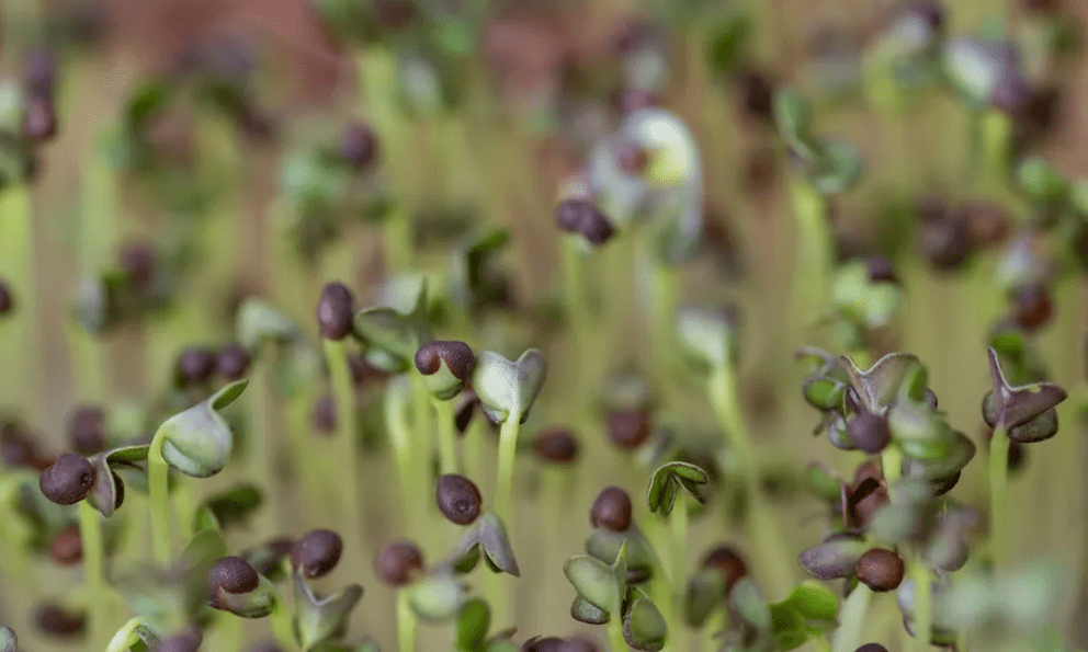 5 loại rau “đại bổ”, nên trồng ngay trong nhà: Chỉ 7 ngày là được thu hoạch