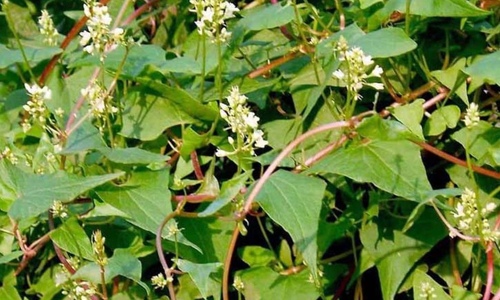 Loại cây chống rụng tóc cực đỉnh, dưỡng tóc đen mượt, đặc biệt tốt cho nam giới: Mọc dại đầy Việt Nam