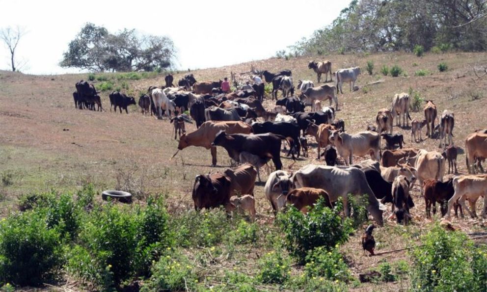 Một điểm nghẽn đang diễn ra trong ngành chăn nuôi Cuba