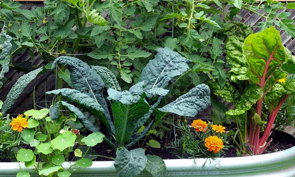 4 nhóm cây chớ nên trồng gần nhau 