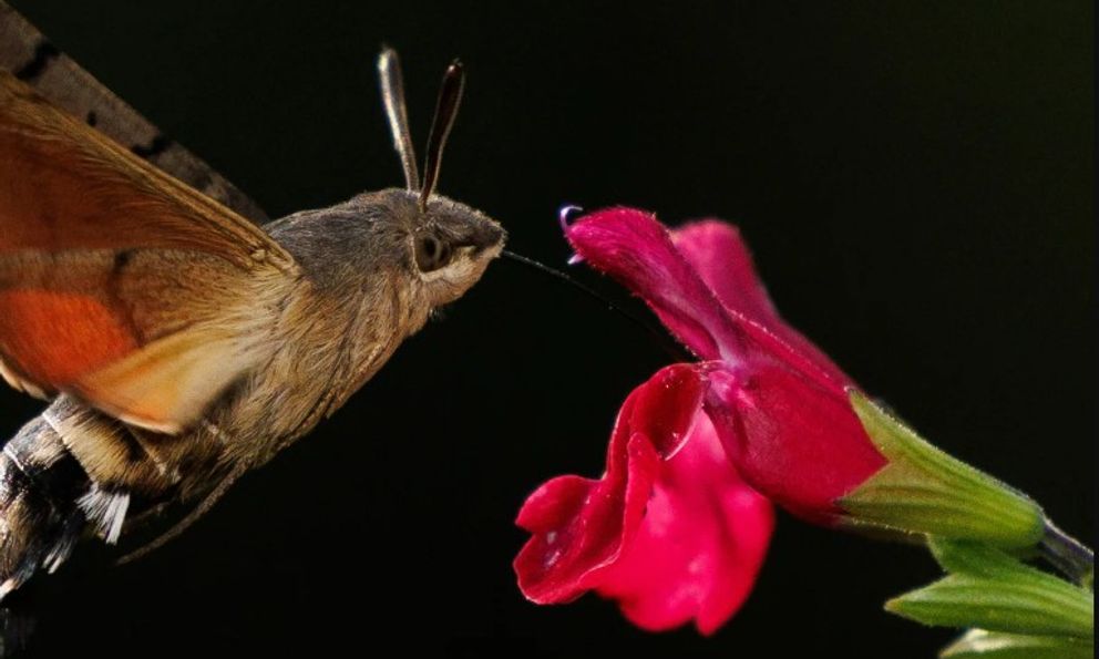 Người đàn ông đăng ảnh 