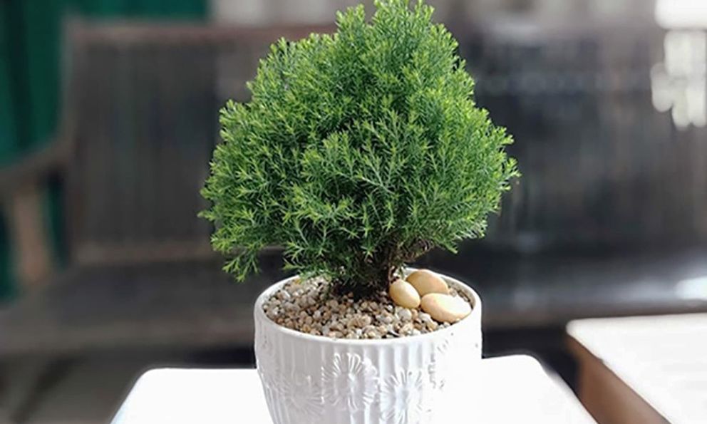 6 loại cây có tác dụng chữa lành, tái tạo năng lượng, giúp gia chủ vui vẻ yêu đời
