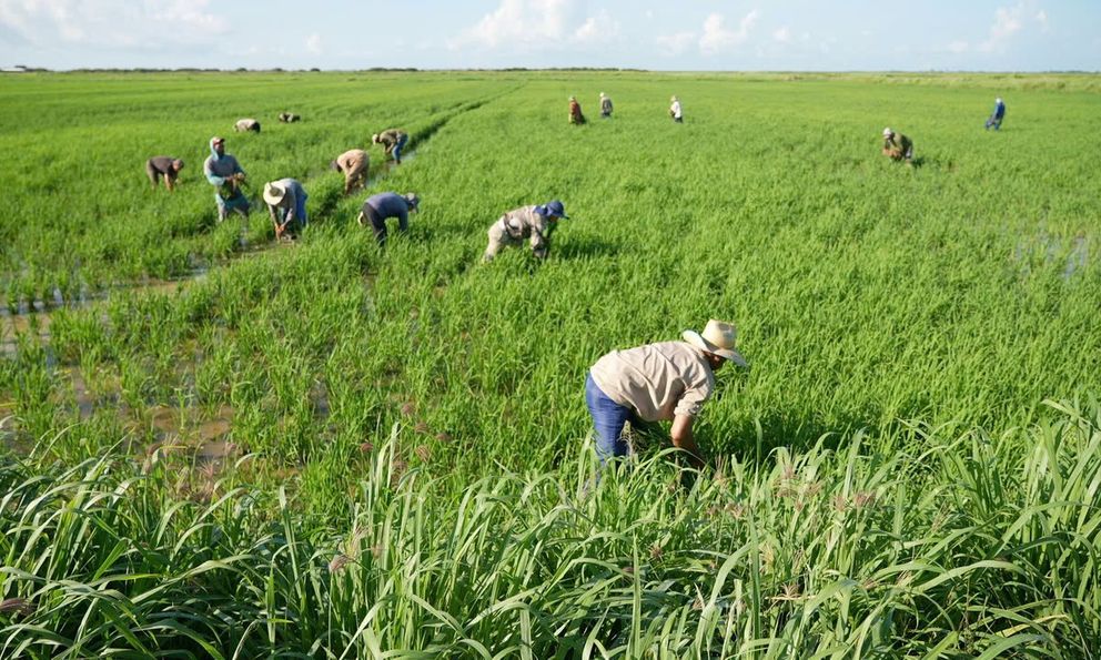 Cuba áp dụng cách của Việt Nam: Thả một loài vật xuống ruộng lúa, kết quả gây bất ngờ