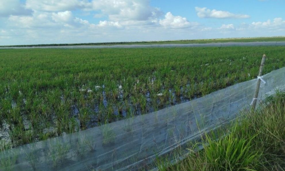 Mô hình trồng lúa quen thuộc ở Việt Nam sang Cuba lại 