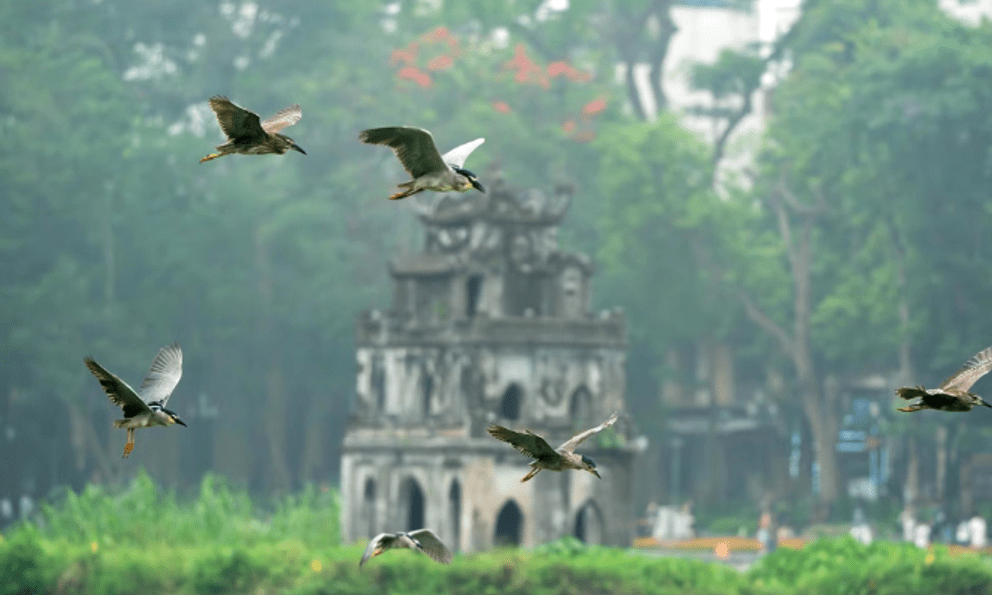Cảnh tượng ngay tại Hồ Gươm, Hà Nội khiến nhiều người phải thốt lên: Không tin vào mắt mình!