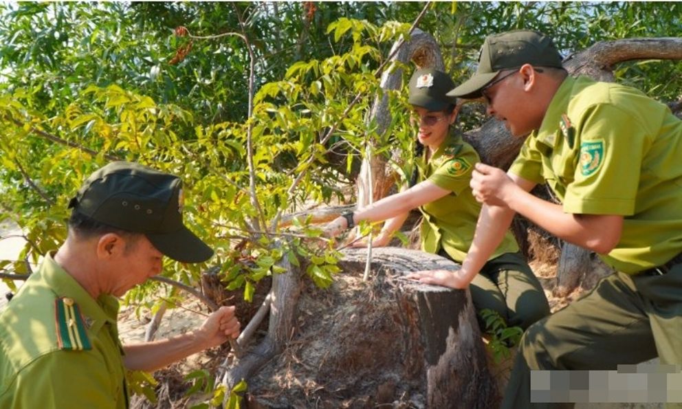 Loại gỗ hiếm bậc nhất thế giới, giới khoa học khẩn cấp bảo tồn: Việt Nam hiện còn khoảng 13 cây cổ thụ