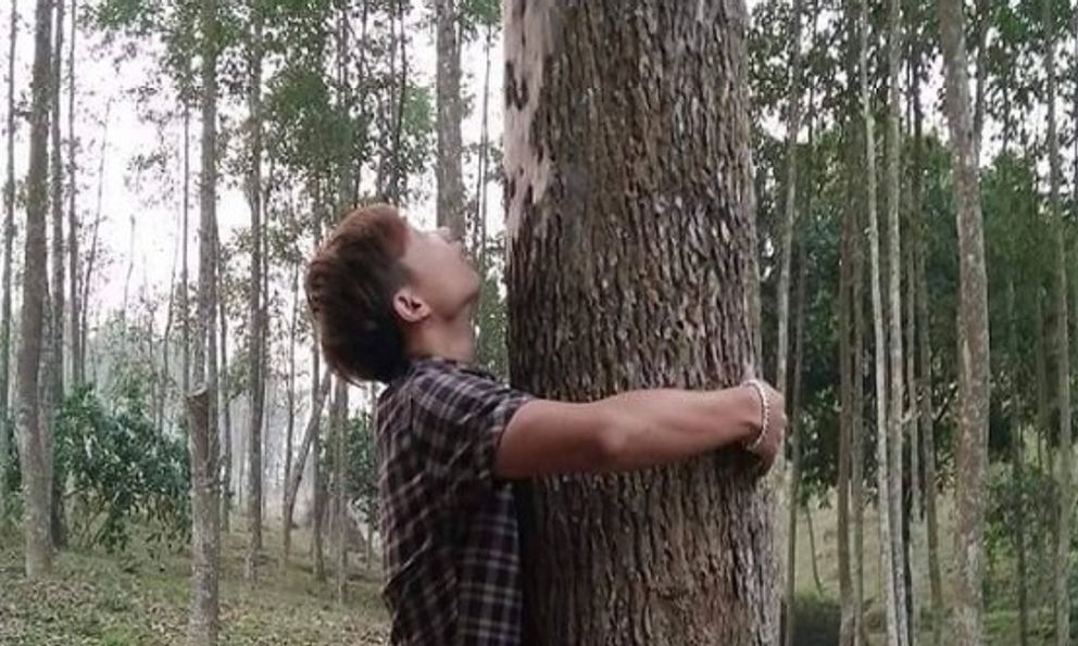 Loại gỗ được ví 'đắt hơn vàng', thế giới ráo riết cứu: Việt Nam từng ghi nhận chỉ 8 cây ngoài tự nhiên