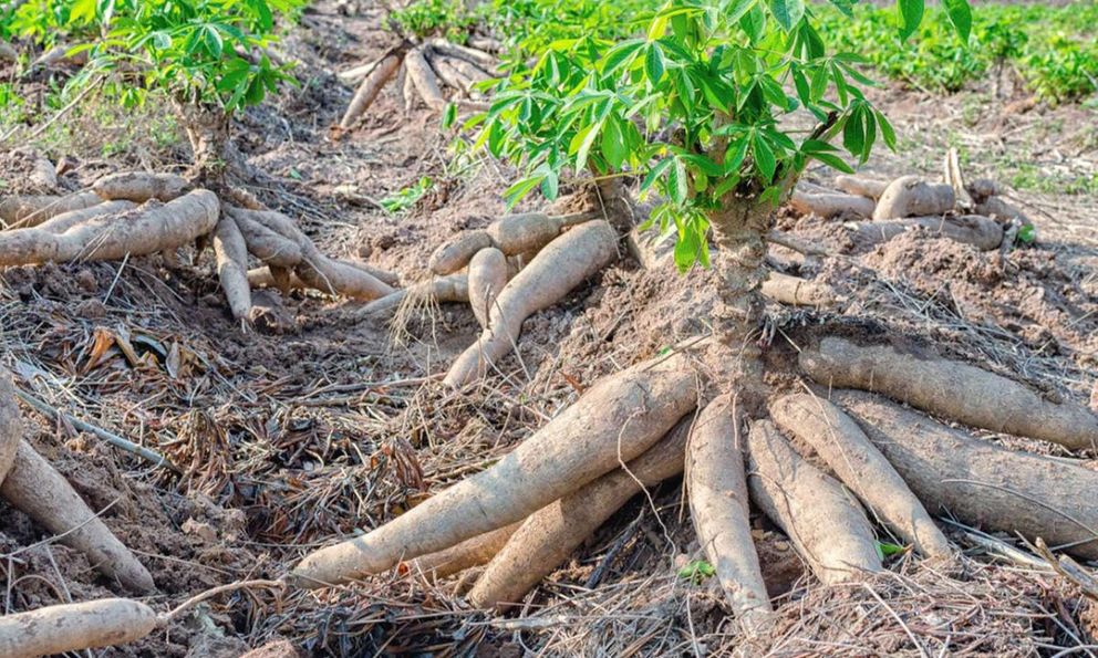 Mỏ “vàng trắng triệu đô dưới lòng đất” của Việt Nam đón cơ hội bứt phá trước nhu cầu mới của thế giới
