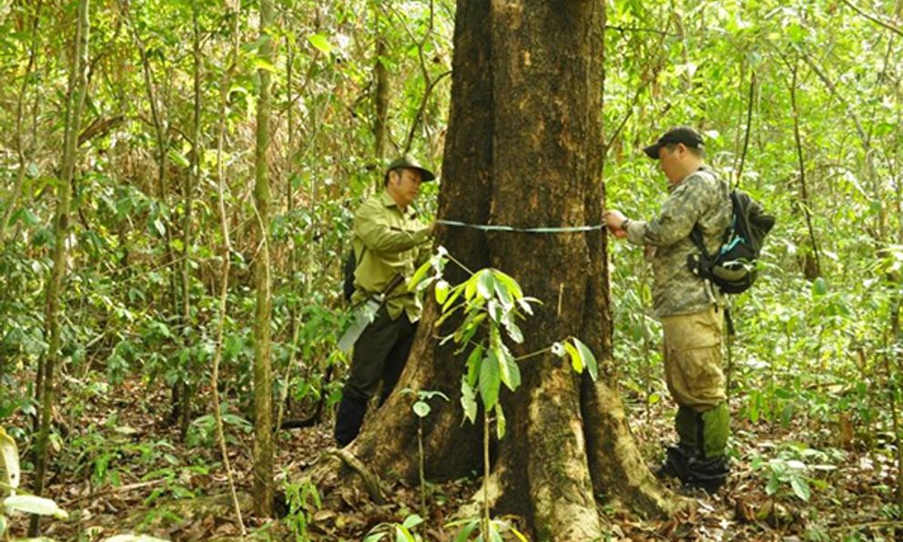 Loại gỗ quý tăng giá theo đường kính thân: Hiện vật 5.000 năm tuổi từng được định giá 10 tỷ đồng ở Hà Nội