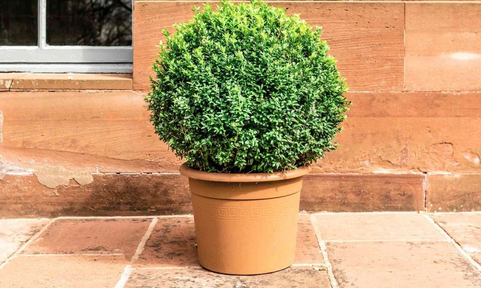 3 lý do nên trồng cây hoàng dương trước cửa nhà