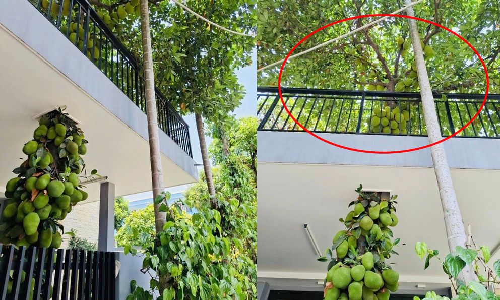 Cây mít trăm quả, mọc chi chít xuyên 2 tầng nhà ở Đà Nẵng, chủ nhà không bán mà để làm 1 việc