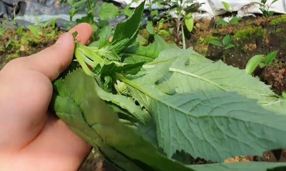 Loại rau bồi bổ cơ thể, làm mát gan: Mọc hoang đầy Việt Nam mà ít ai biết để ăn