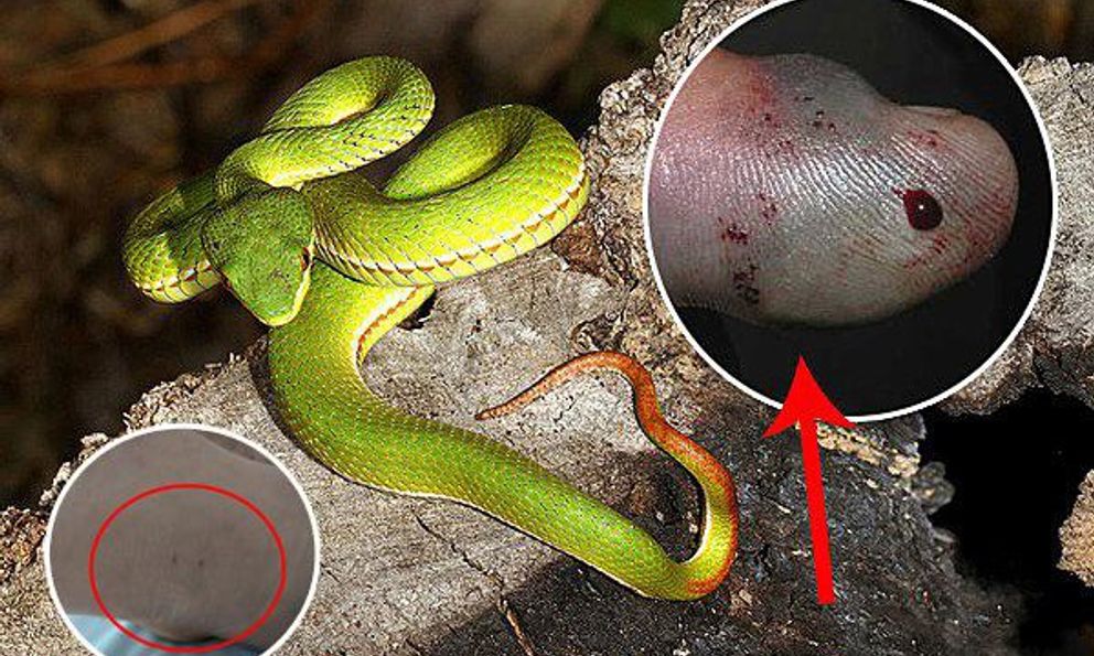 Không phải rắn hổ mang, đây mới là loài rắn khiến nhiều người Việt Nam nhập viện nhất