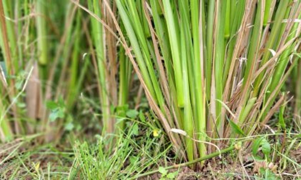 Loài cỏ được ví là 