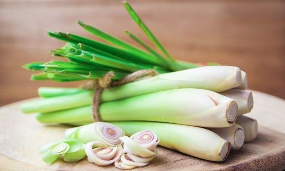 Vì sao người xưa thích trồng cây sả quanh nhà?