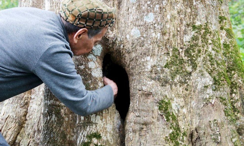 Hai cây gỗ quý hơn 200 tuổi ở Việt Nam: Được trả 100 tỷ vẫn không bán, cả làng thay nhau canh giữ