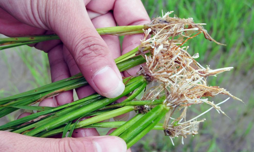 Nghiên cứu lúa tại đồng bằng sông Hồng, nhà khoa học Việt phát hiện điều chưa từng ghi nhận