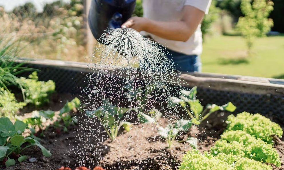 Chuyên gia tiết lộ thời điểm tưới cây tốt nhất lúc này - không phải sáng sớm