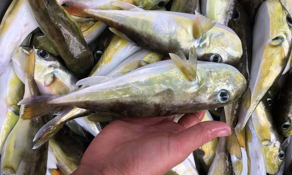 Loại cá chứa độc tố đáng sợ gấp 275 lần xyanua: Nhiều người Việt vẫn chủ quan bắt về ăn