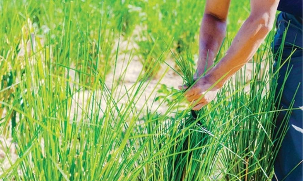 Loài cỏ dại tại Việt Nam chống sạt lở bất ngờ giúp giảm gần 75% lượng chì trong đất ô nhiễm