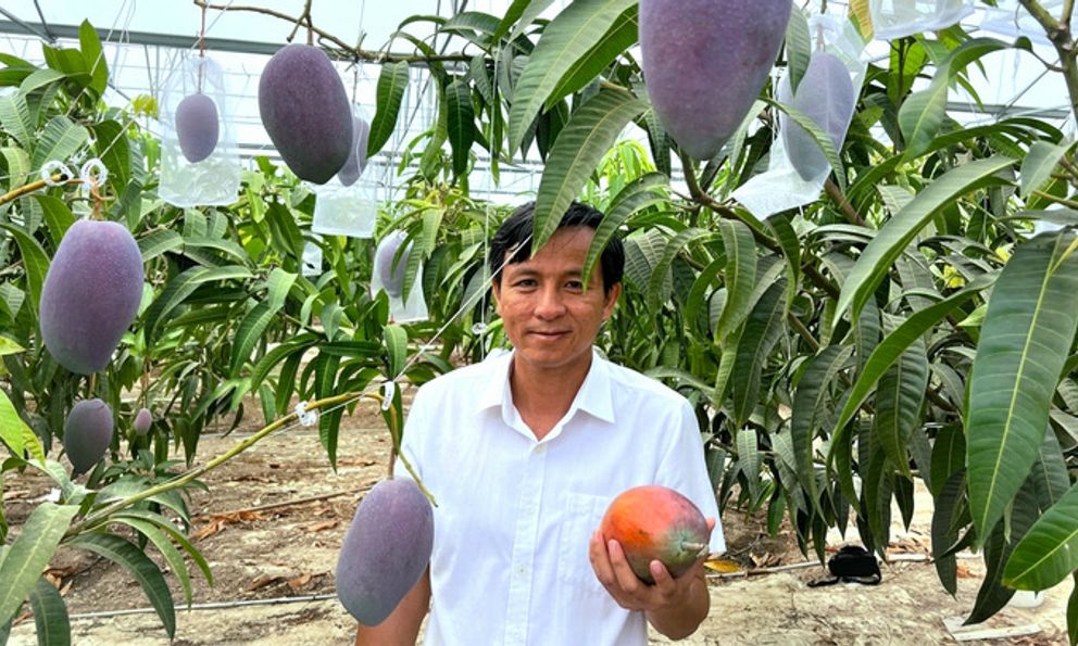 Giống xoài đắt đỏ bậc nhất thế giới 1,7 triệu/1 quả: Trồng thành công tại Việt Nam